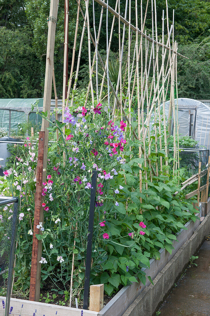 Sweet peas (Lathyrus odoratus) supported by bamboo canes