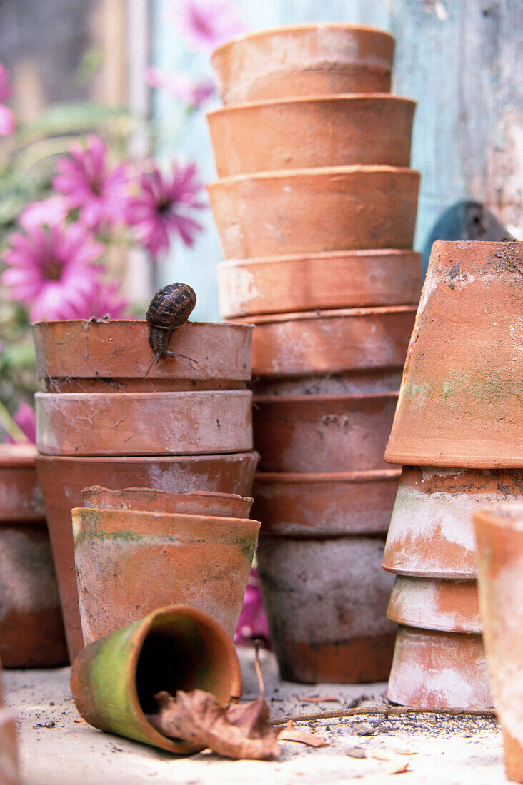 Stacked plant pots with garden snail