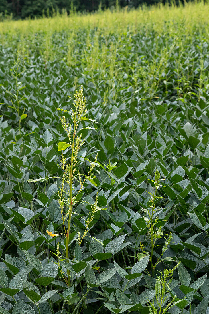 Herbicide-resistant Palmer amaranth