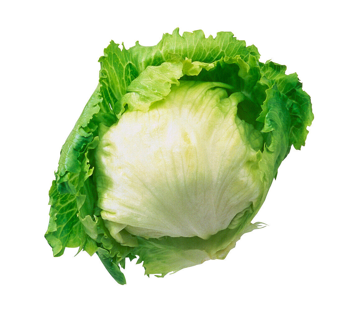 Crispheart lettuce