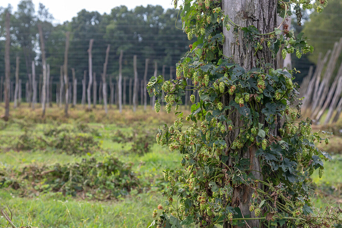 Hops farm