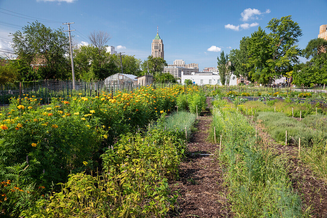 Urban farm, Detroit, Michigan, USA