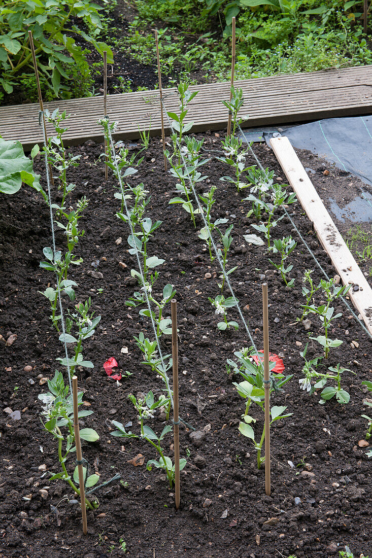 Vegetable plants growing in rows