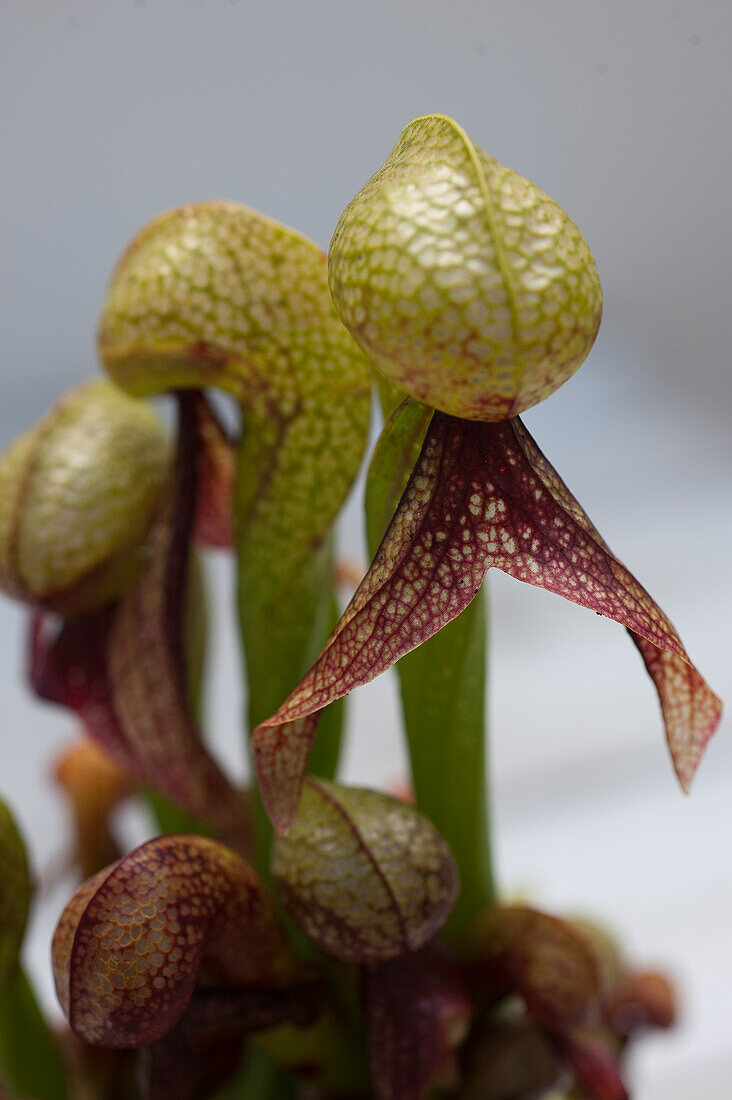 California pitcher plant (Darlingtonia californica)