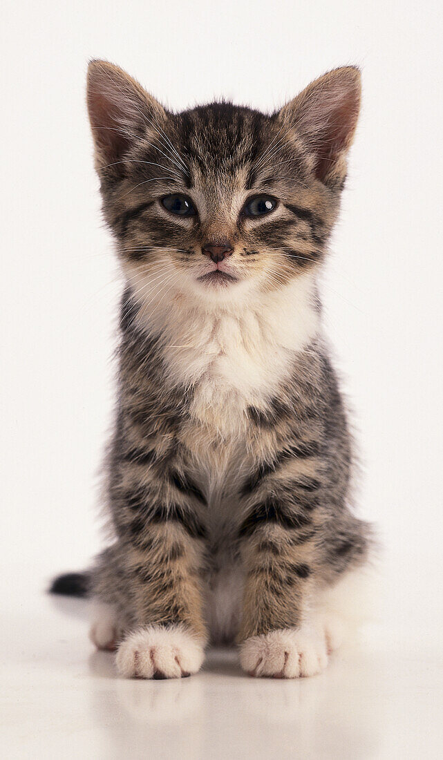 Tabby kitten with a white front sitting down