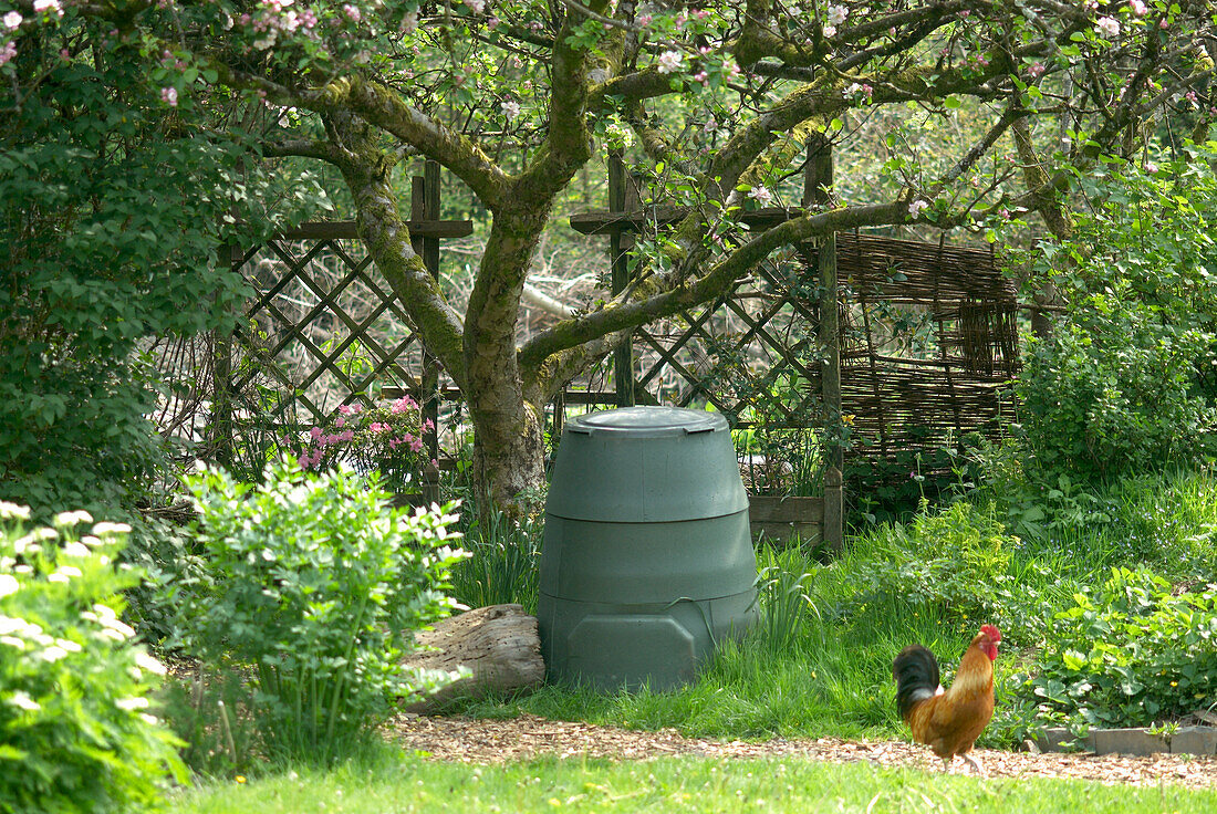 Compost bin in garden, rooster in foreground