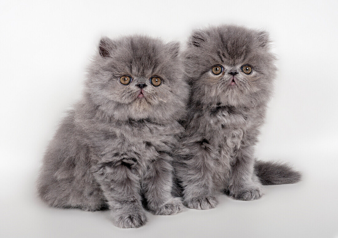 Blue Persian kittens sitting