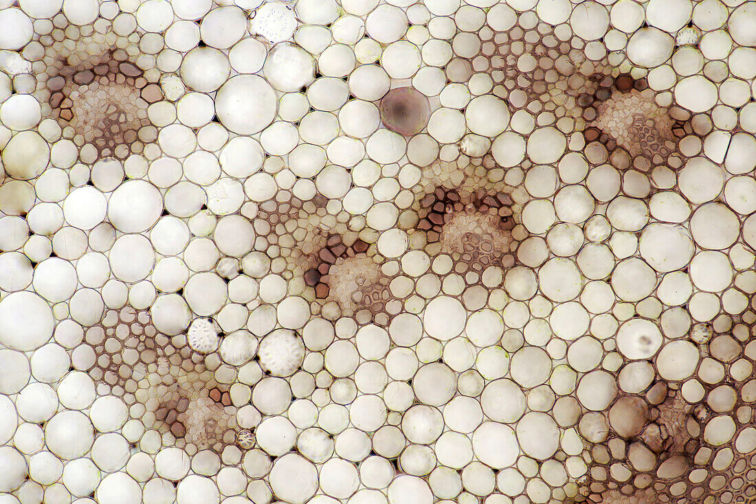 Lily stalk, polarized light micrograph