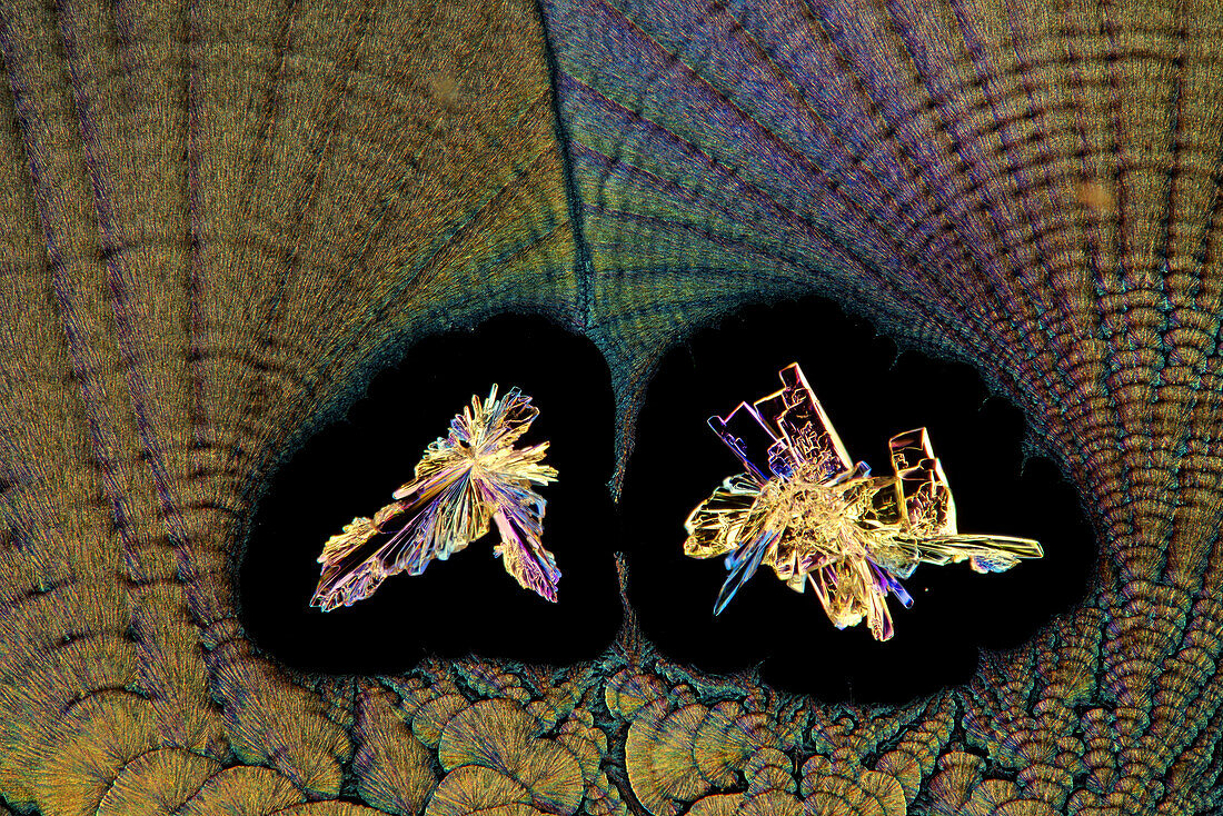Recrystallized vitamin C, polarised light micrograph