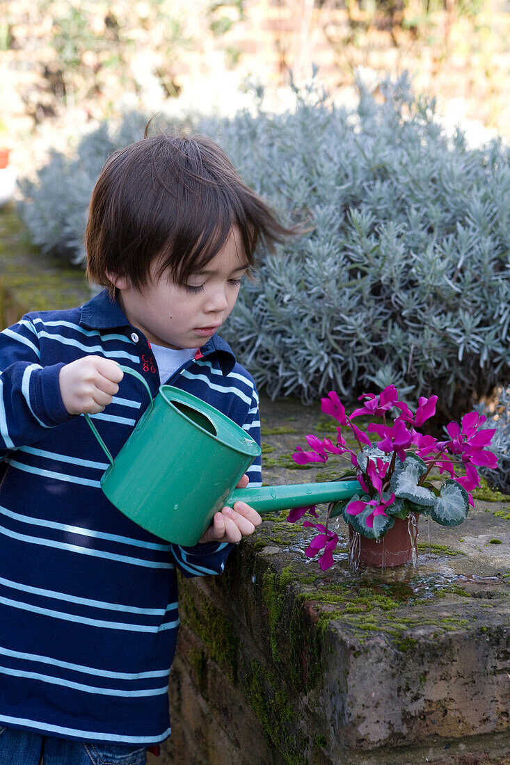 Boy watering cyclamen plant