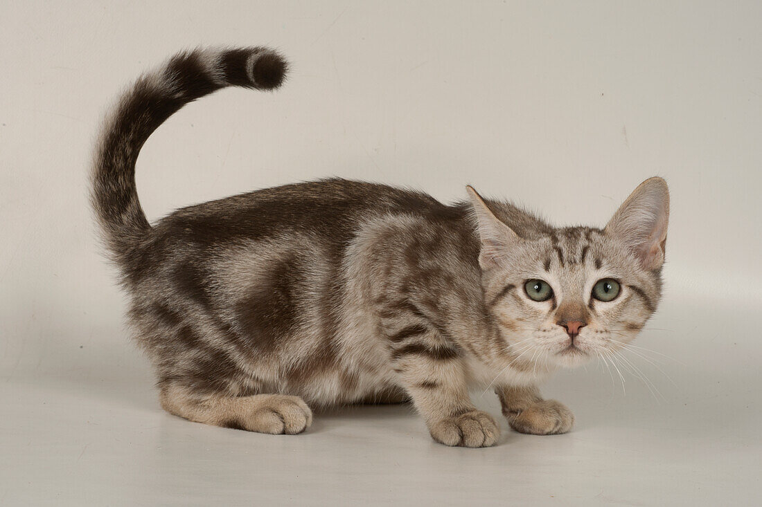 Australian mist shorthair cat