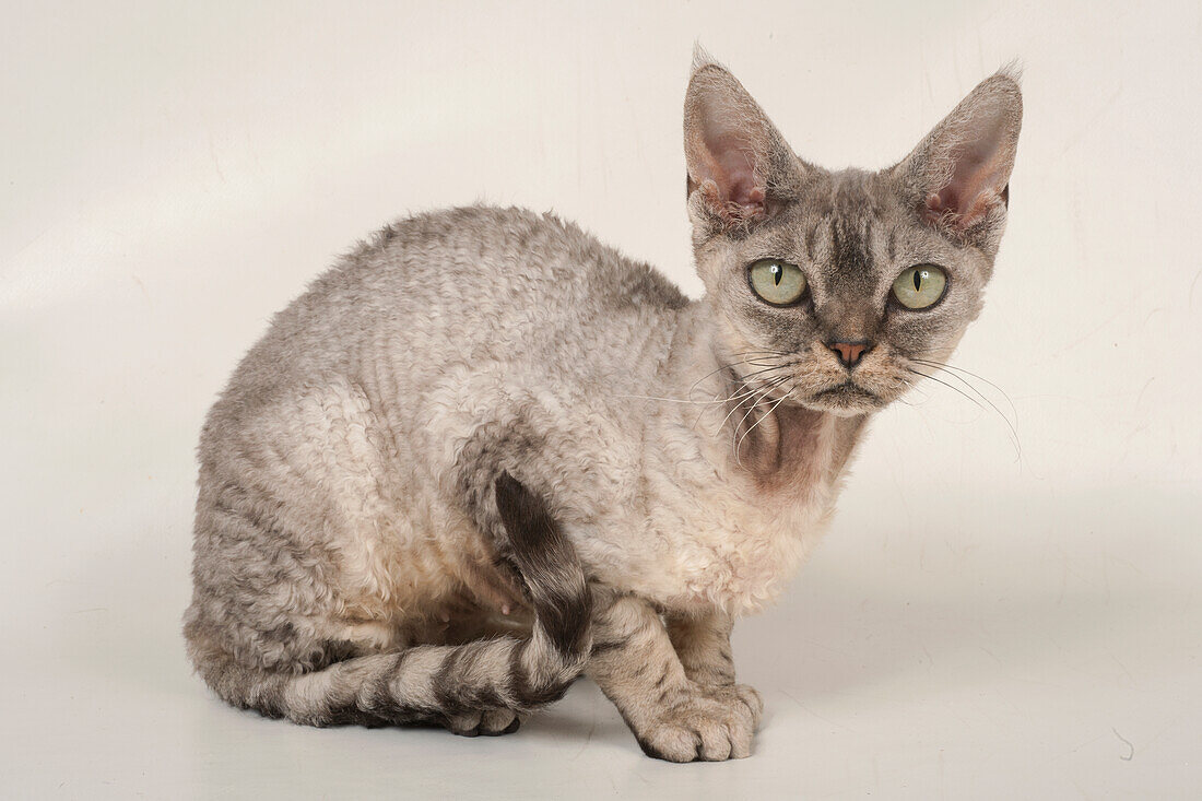 Purebred Devon rex cat
