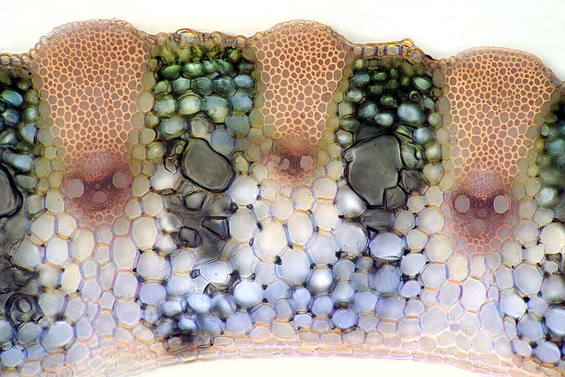 Vascuclar bundles in grass leaf, polarised light micrograph