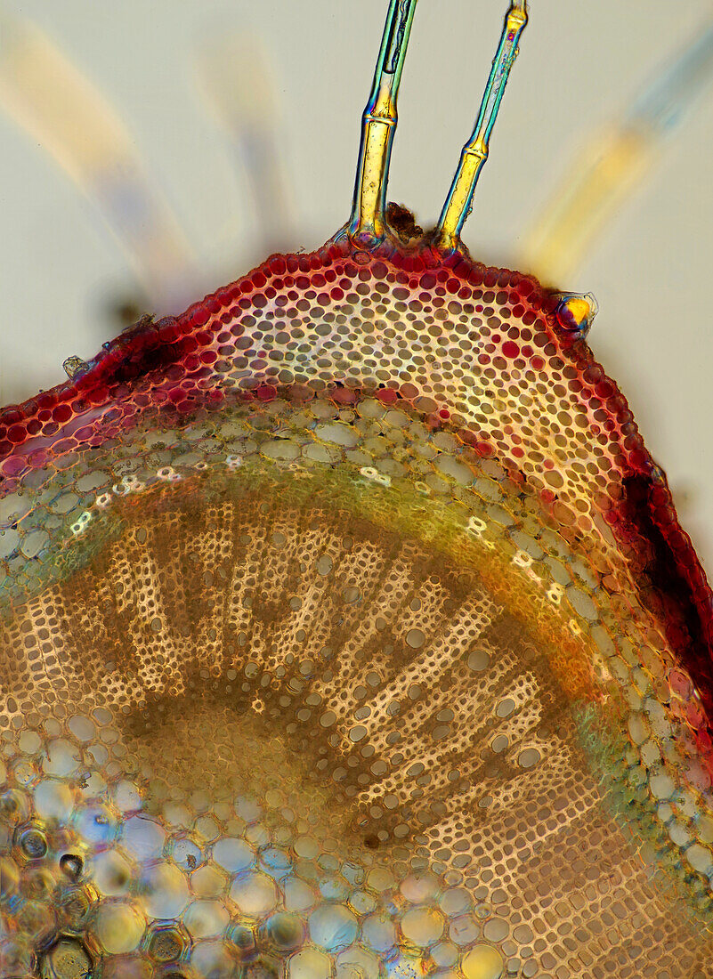 Lamium purpureum stalk, polarised light micrograph