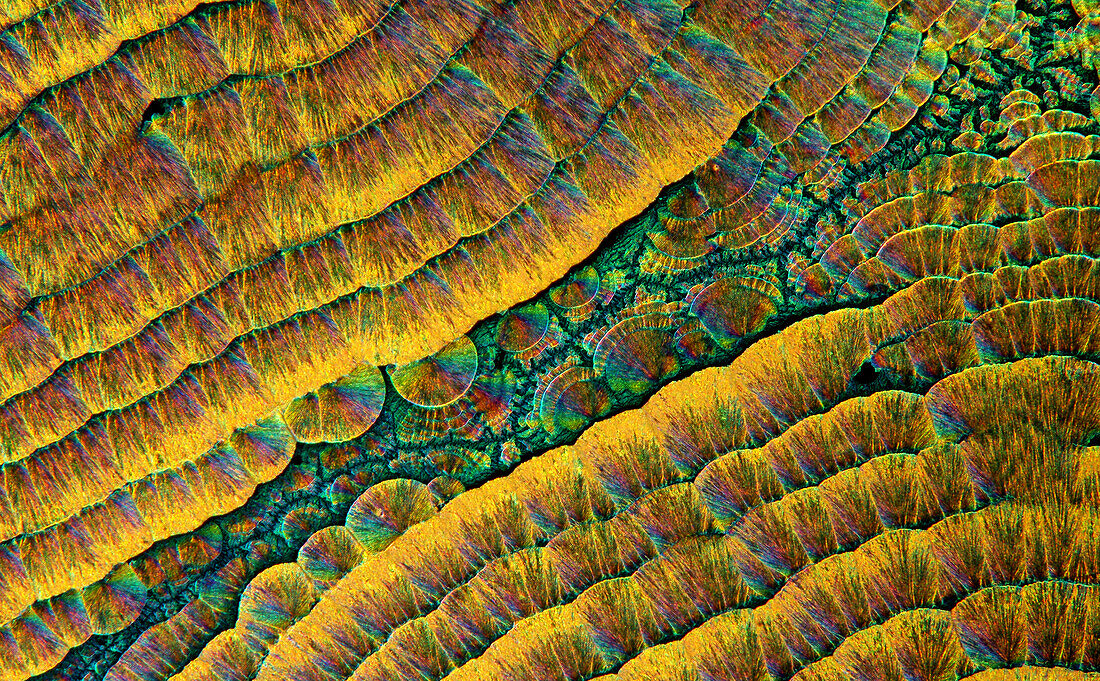 Recrystallised vitamin C, polarised light micrograph