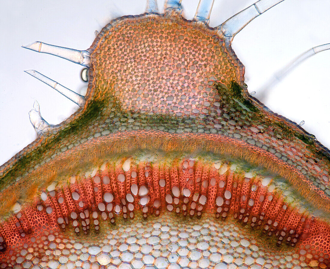 Mentha stalk, polarised light micrograph