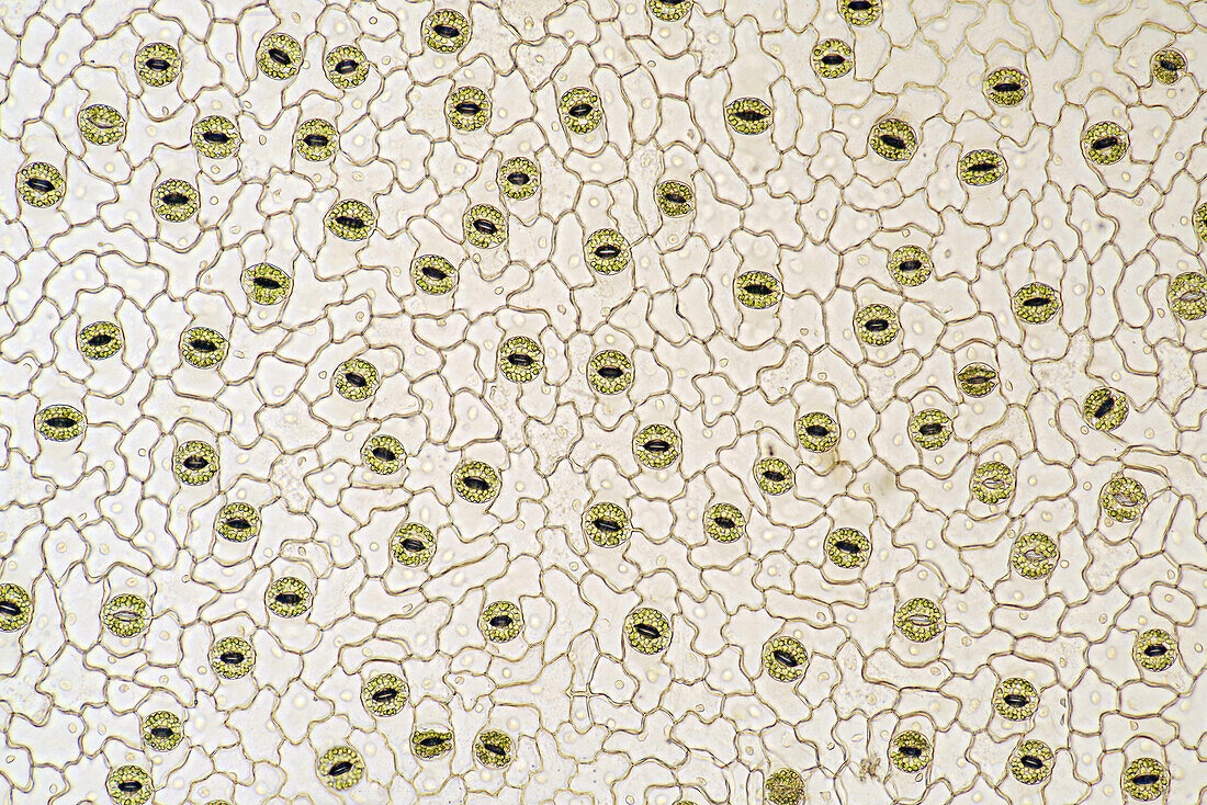 Plantain lily stomata, light micrograph