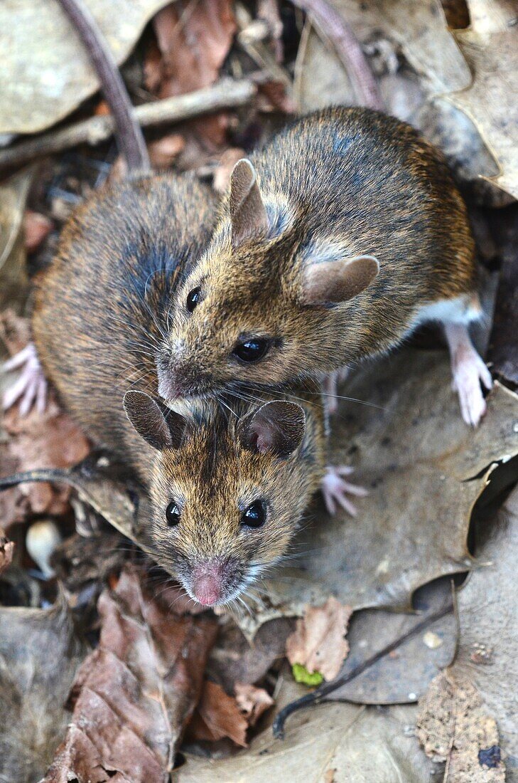 Wood mice