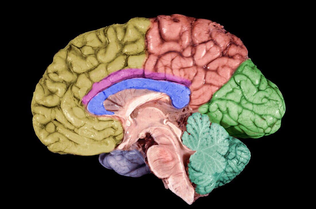 Human brain structures
