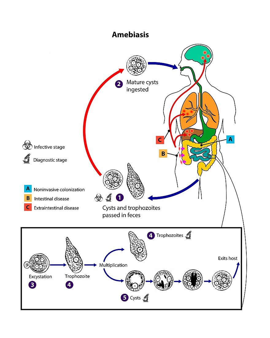 Entamoeba Histolytica Life Cycle Bild Kaufen 13504489 Science Photo Library 6924