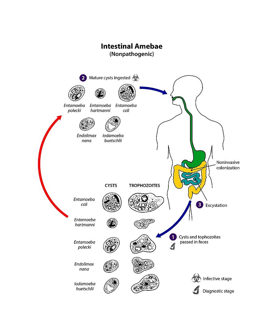Life cycle of non-pathogenic intestinal amoeba