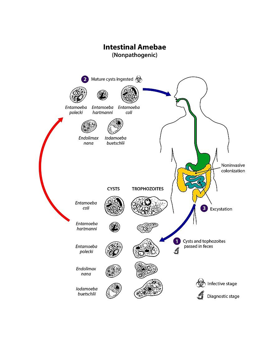 Life Cycle Of Non pathogenic Intestinal Bild Kaufen 13504509 