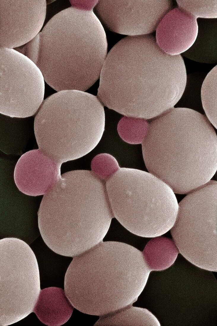 Budding cells of Saccharomyces cerevisiae