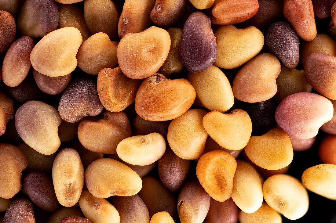 Trifolium pratense seeds, macrophotograph