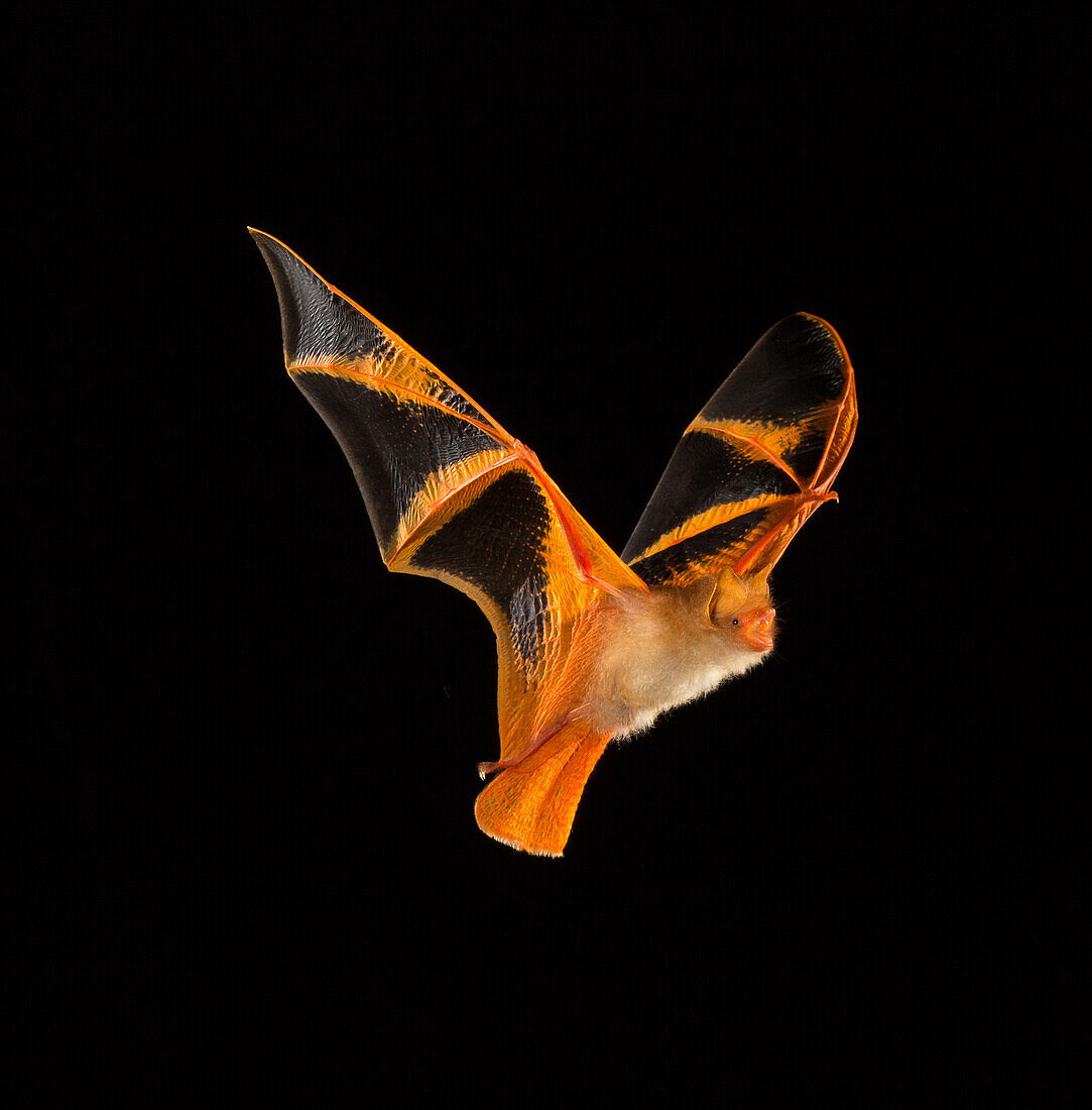 Painted bat
