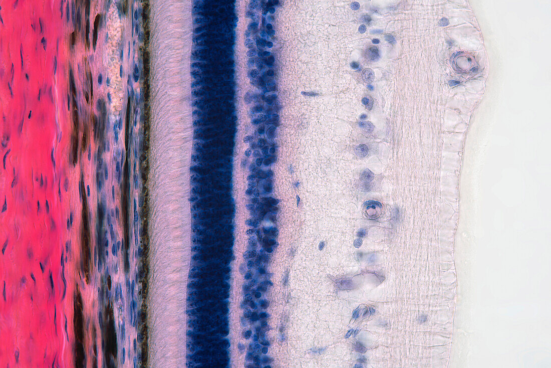 Retina, light micrograph