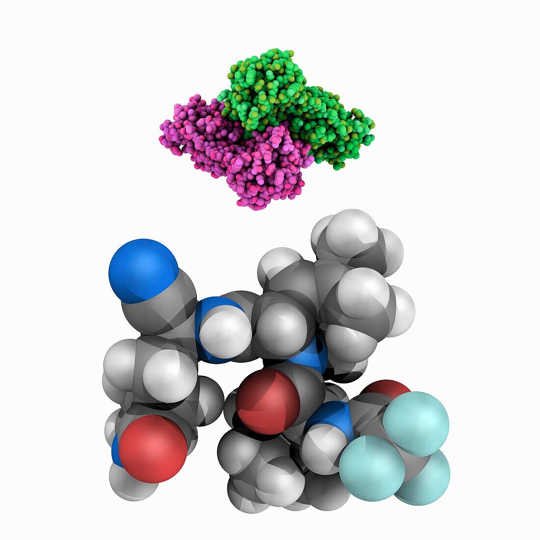 SARS-CoV-2 protease inhibitor PF-07321332, molecular model