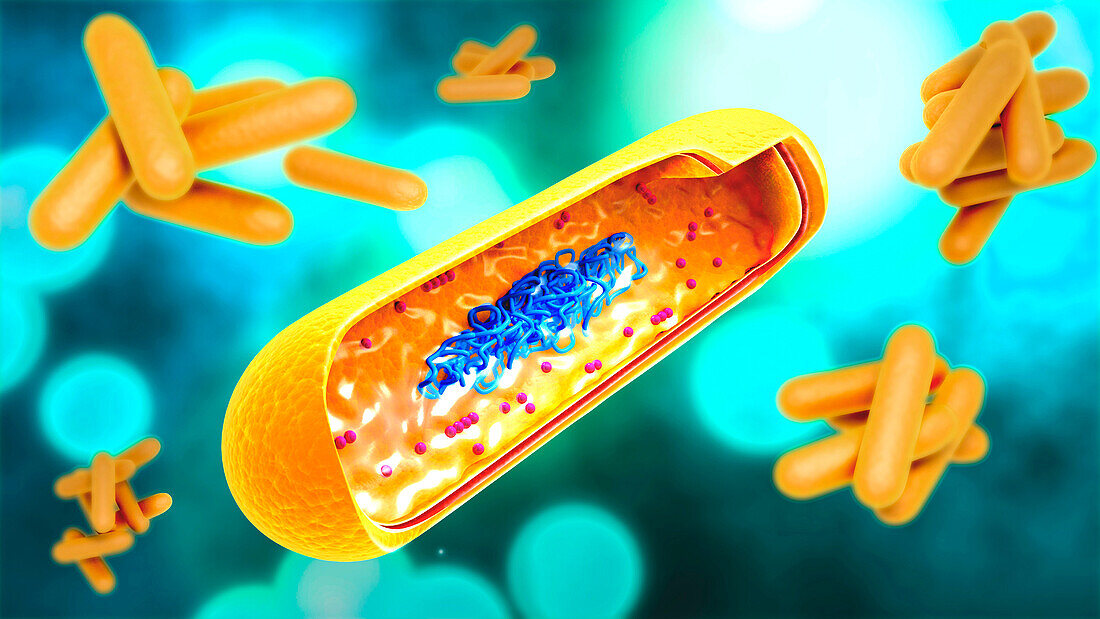 Mycobacterium tuberculosis, illustration