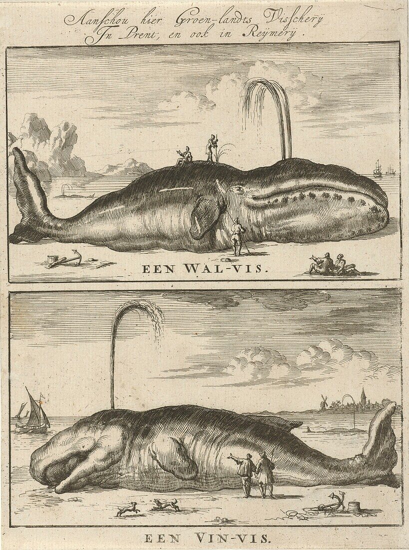 Whales, 17th century illustration