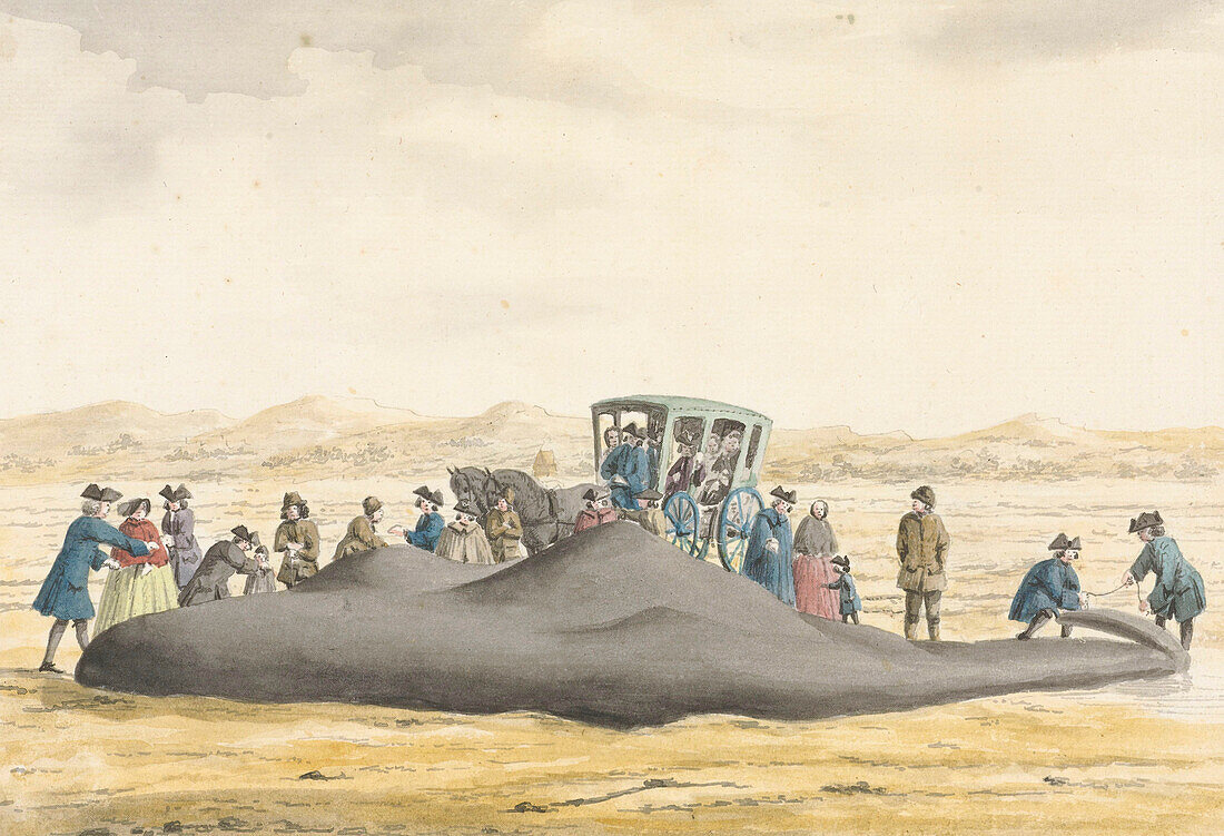 Sperm whale on a beach, 18th century illustration