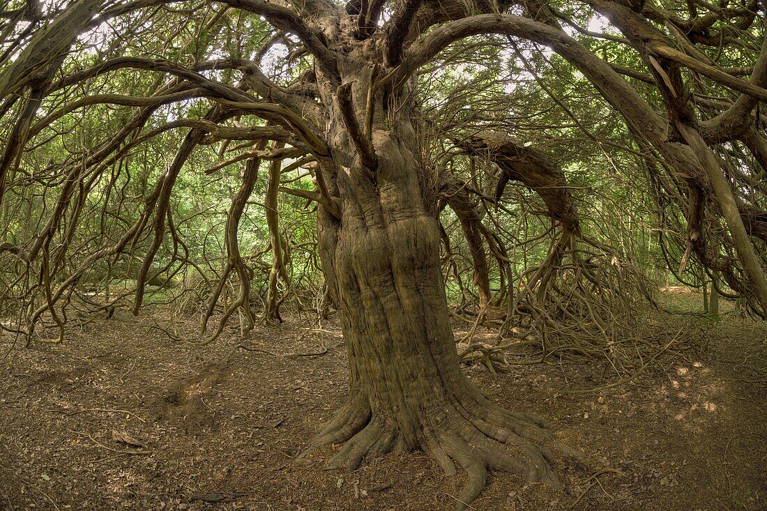 Yew tree, Surrey