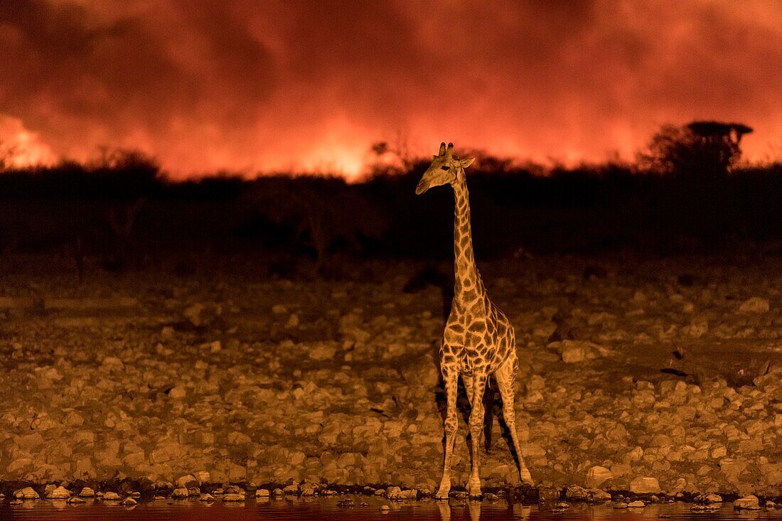 Giraffe near a bushfire in Etosha National Park, Namibia