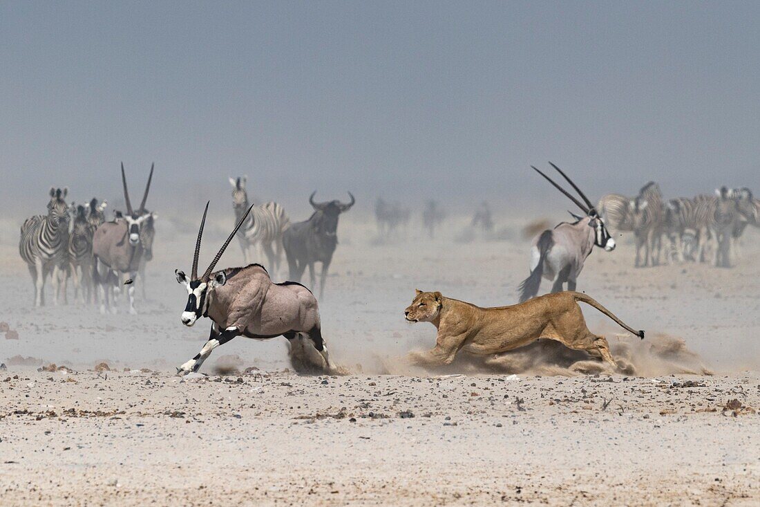 African lioness chasing an oryx