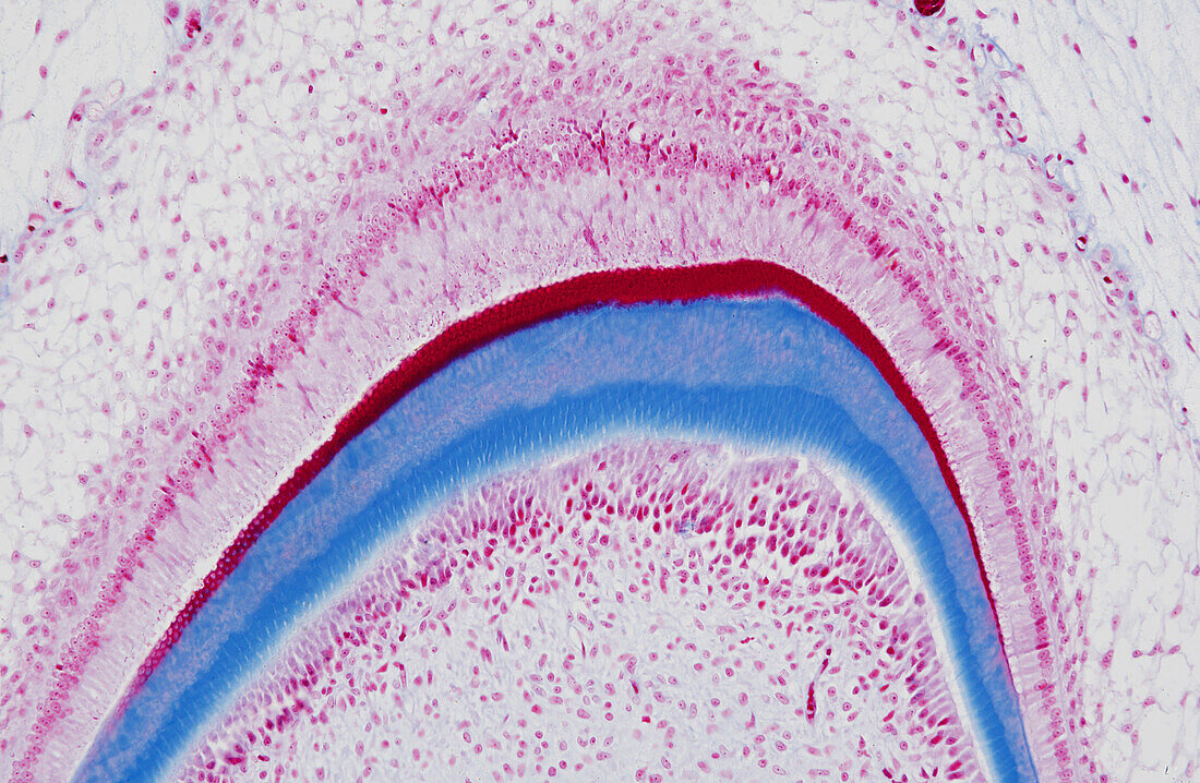 Developing tooth, light micrograph