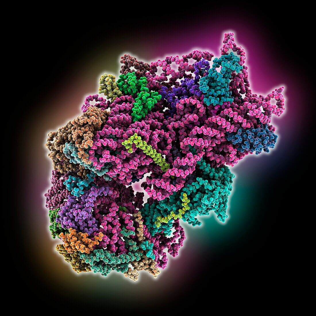Human 40S ribosomal subunit, illustration