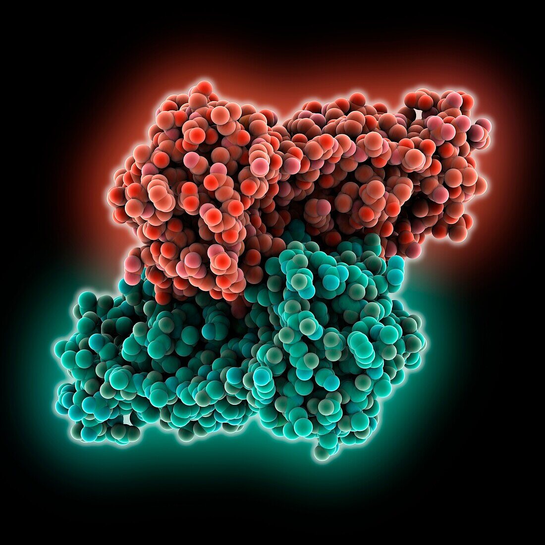 SARS-CoV-2 3CL protease, molecular model