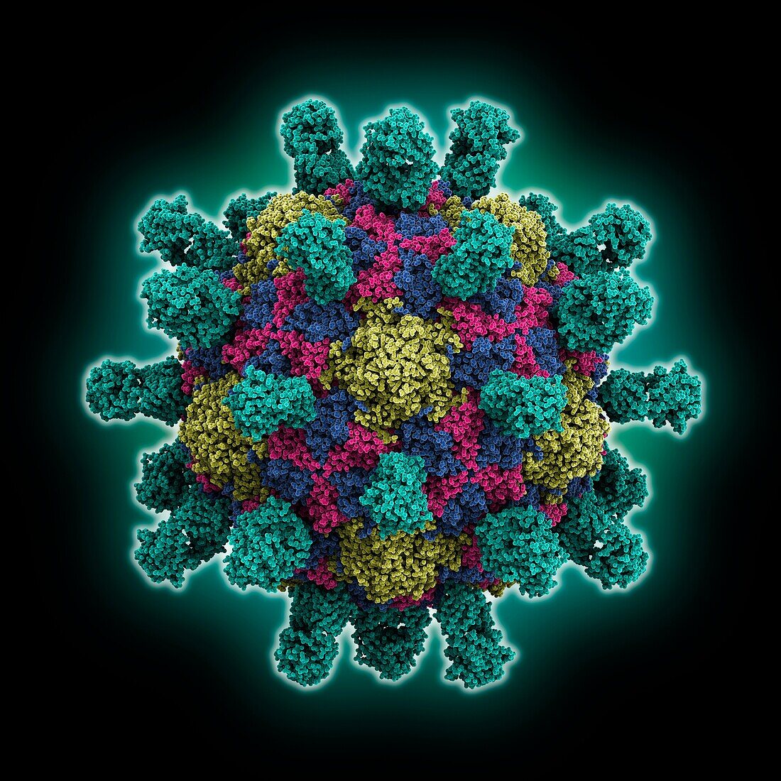 Poliovirus Type 1 Mahoney capsid, molecular model