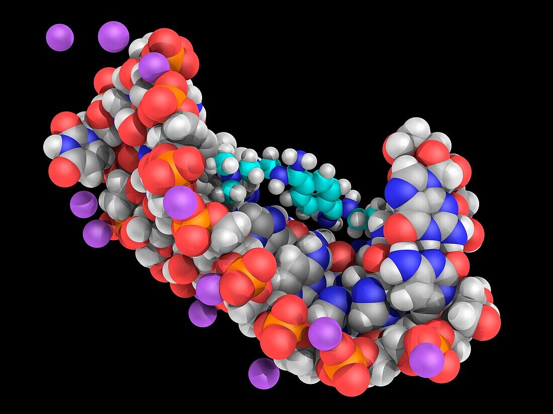CAG RNA complexed with DB213, molecular model