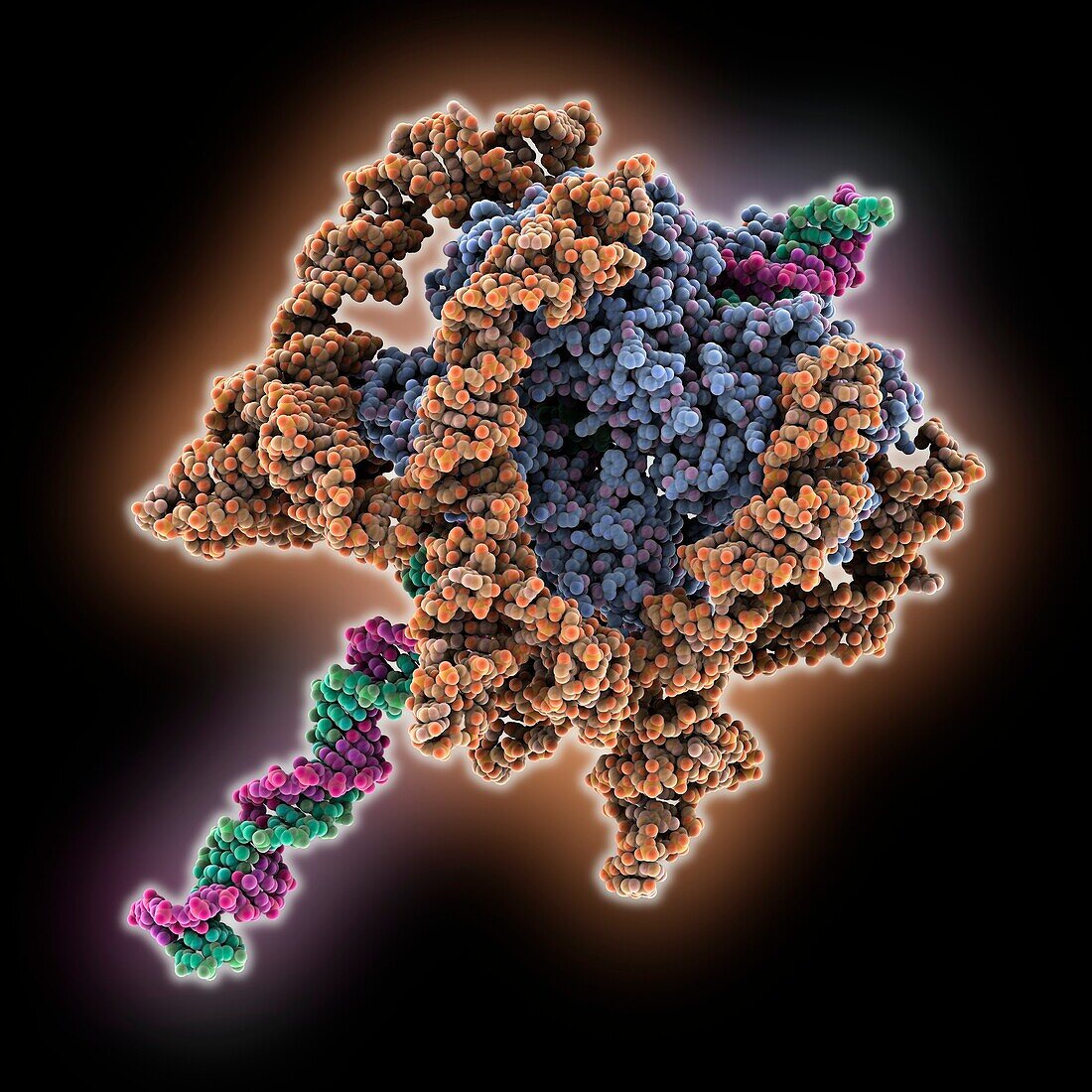 Bacteriophage Phi-29 viral genome, molecular model