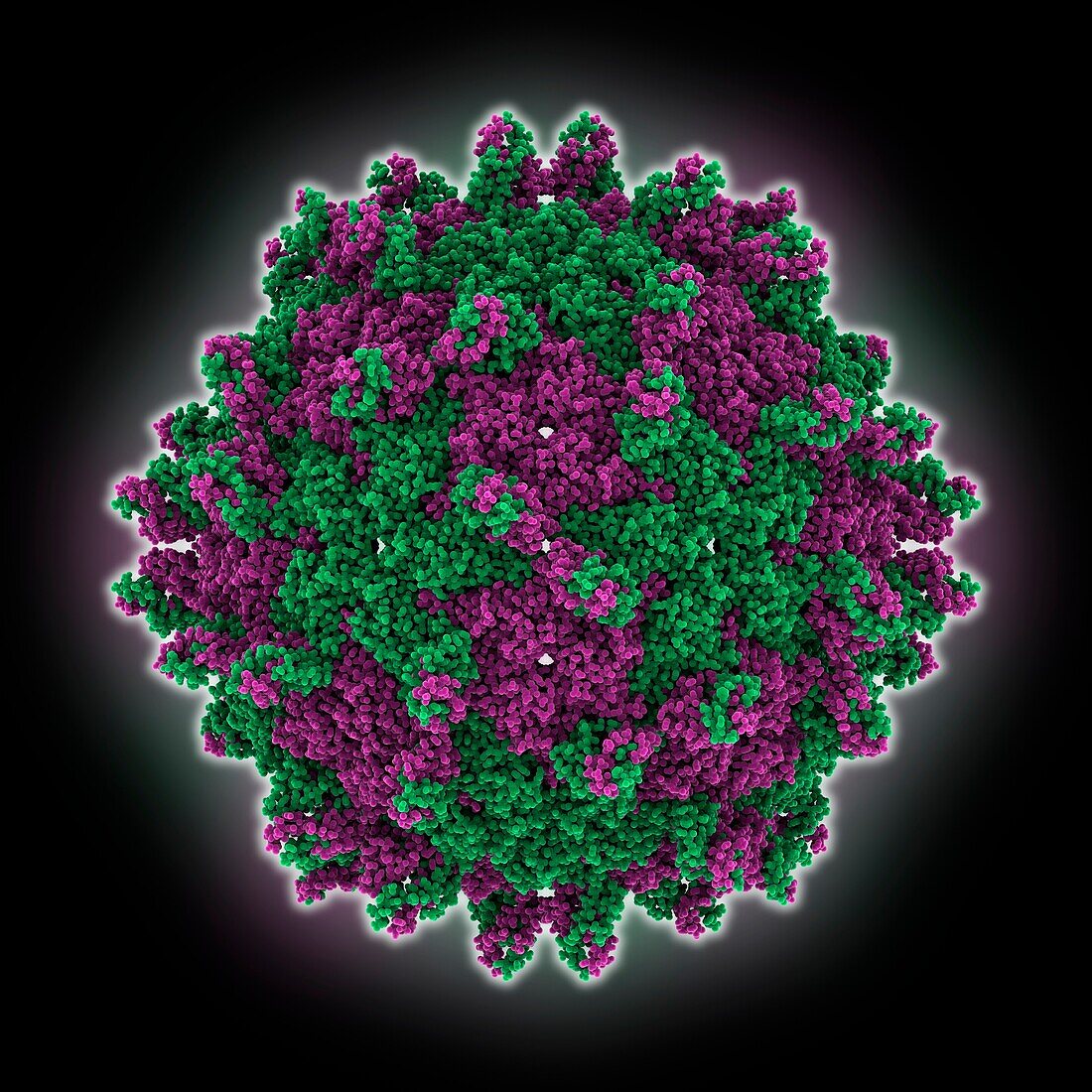 Pepper cryptic virus 1 capsid, molecular model