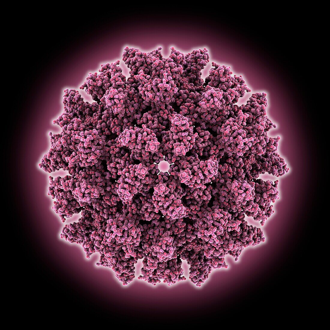 Rous sarcoma virus capsid, molecular model