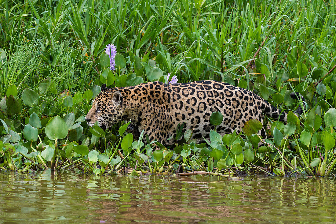 Jaguar walking along Cuiaba river, Brazil