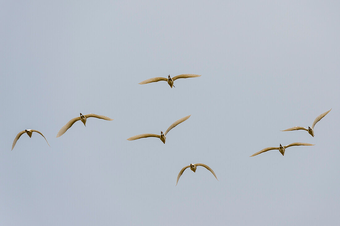 Group of little egrets in flight