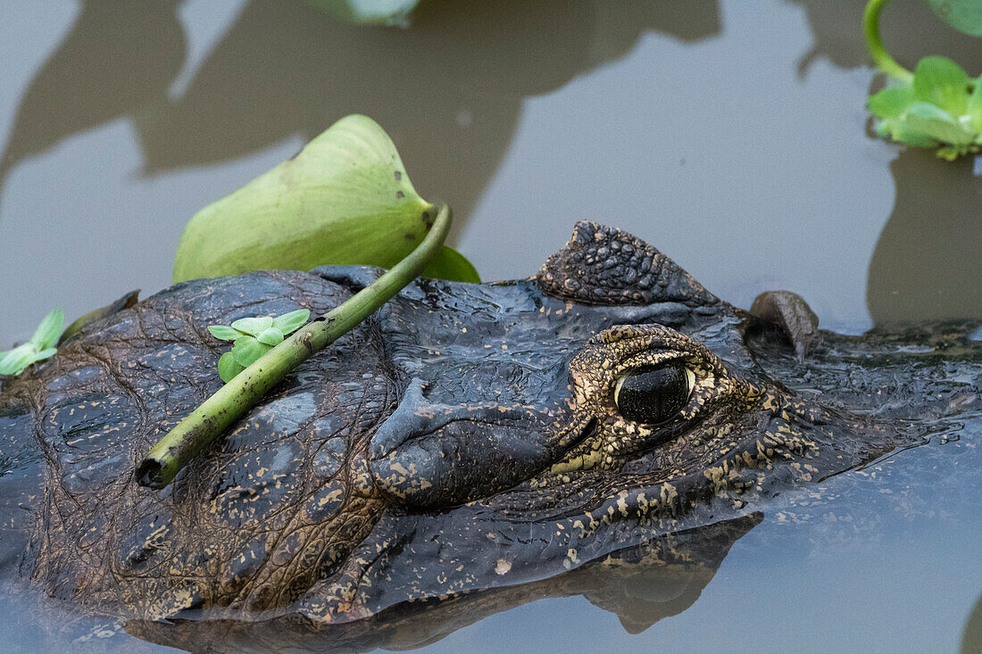 Yacare caiman