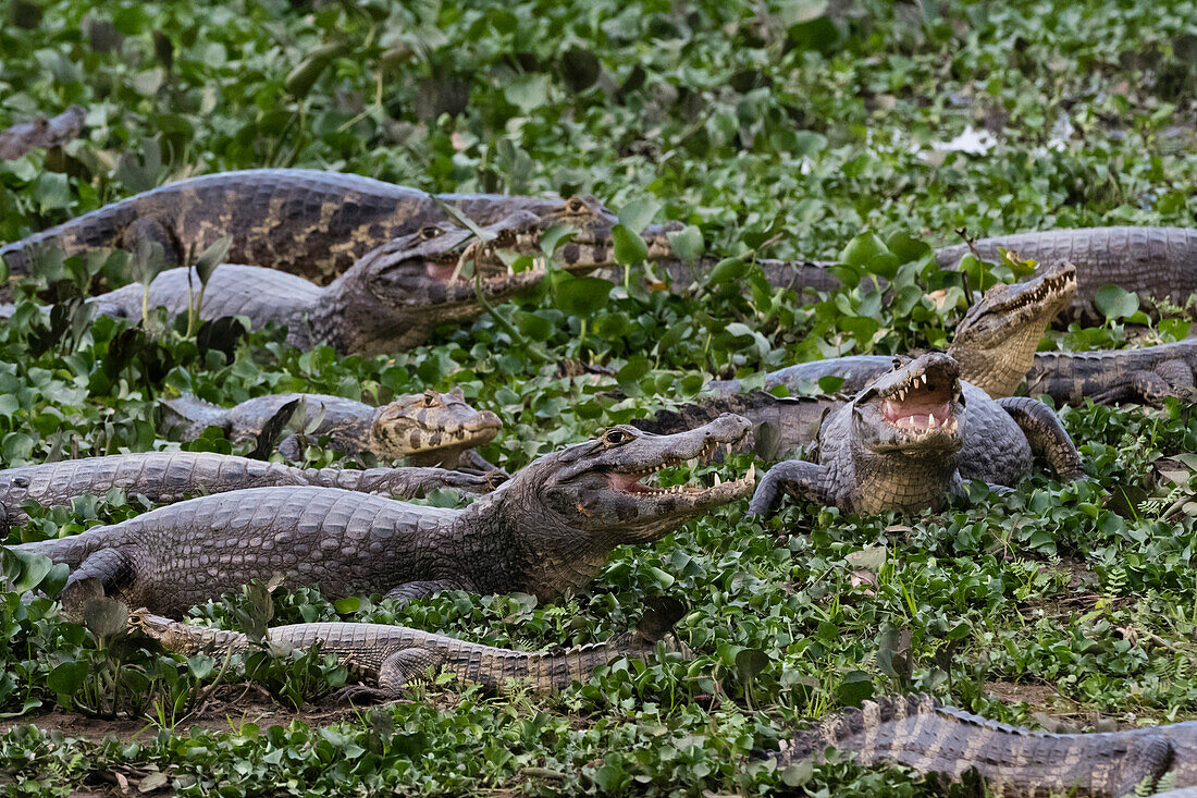 Yacare caimans resting
