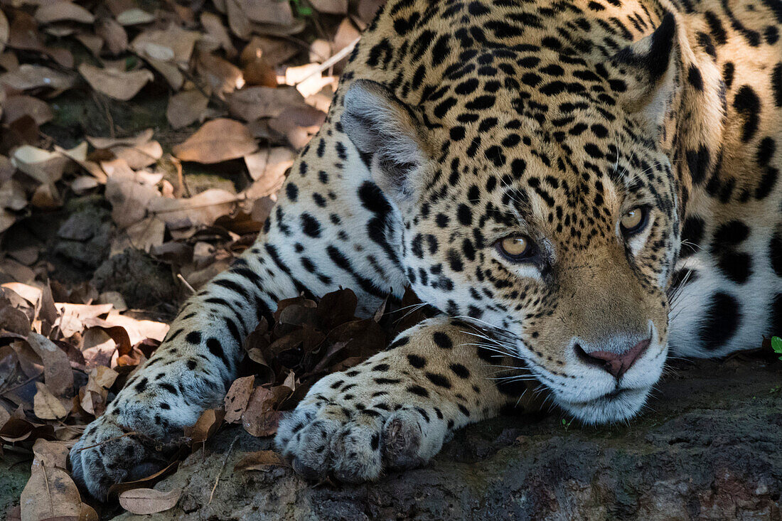 Jaguar